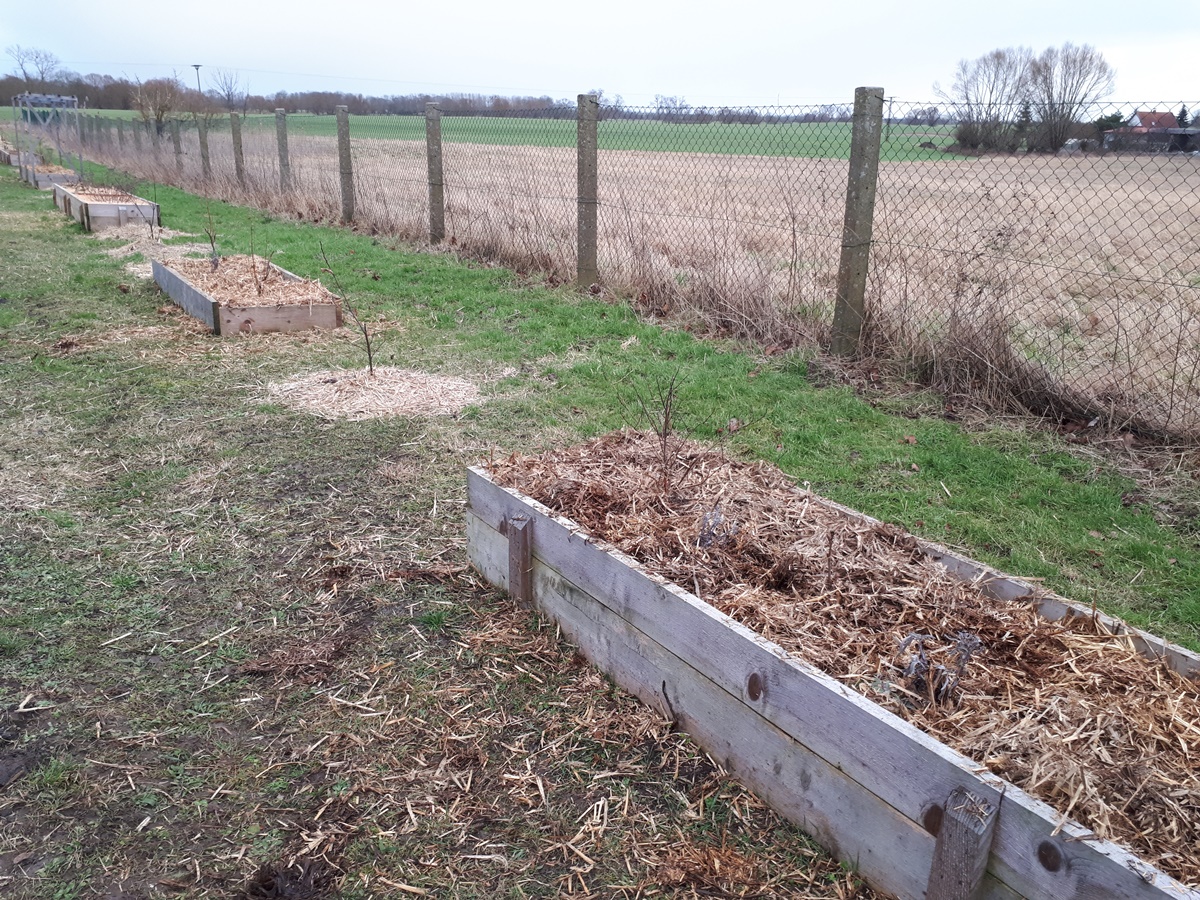 Finally covering the last plant beds with&nbsp;straw