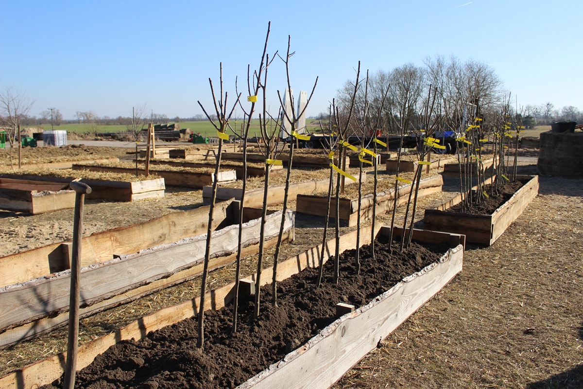 We bought some fruit&nbsp;trees