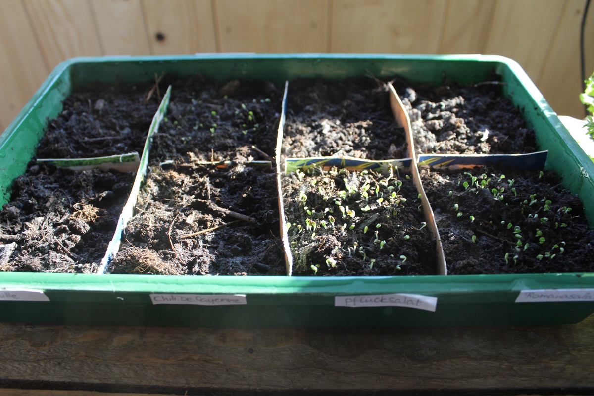 Starting plantlets from seed in&nbsp;doors