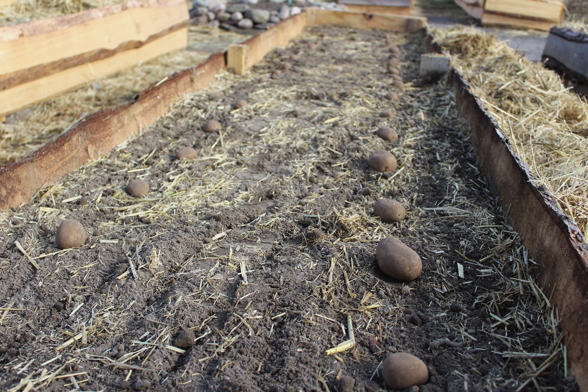 Planting seed potatoes, onion sets &&nbsp;Garlic