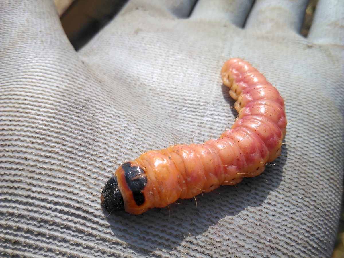 Caterpillar from the willow&nbsp;borer