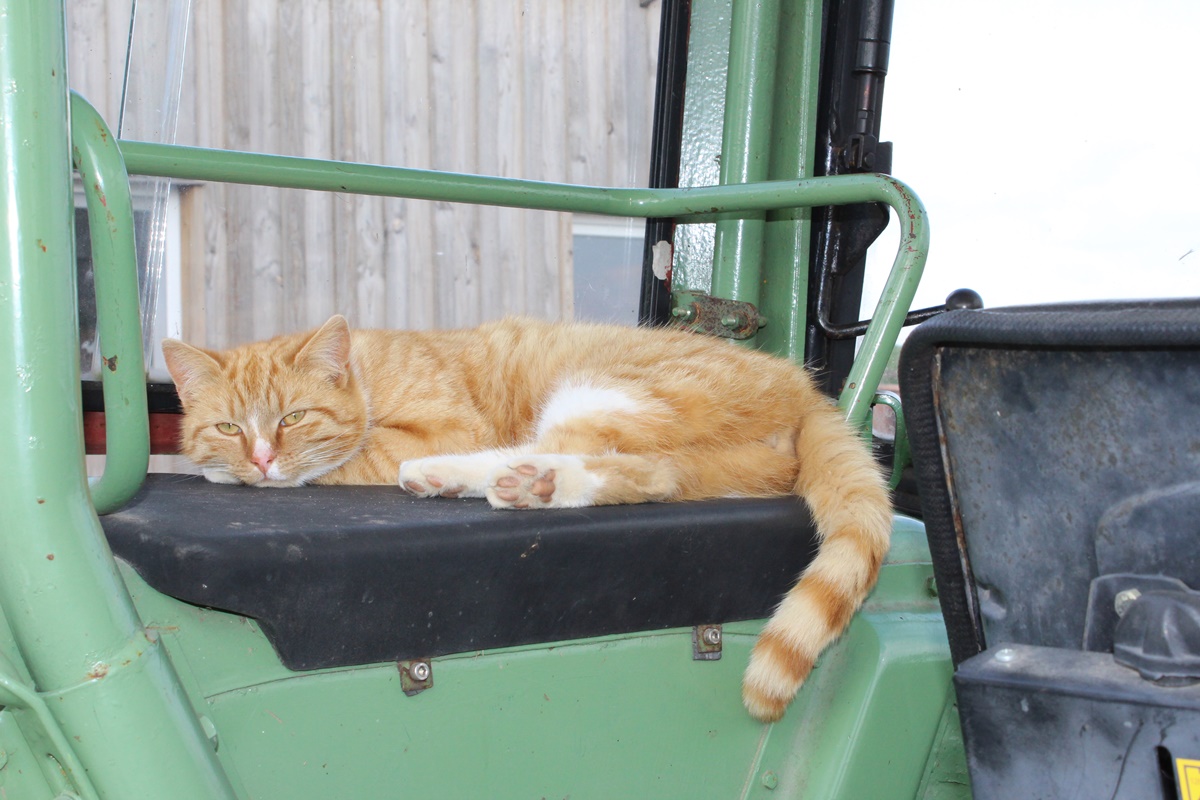 Lazy cats in our&nbsp;tractor