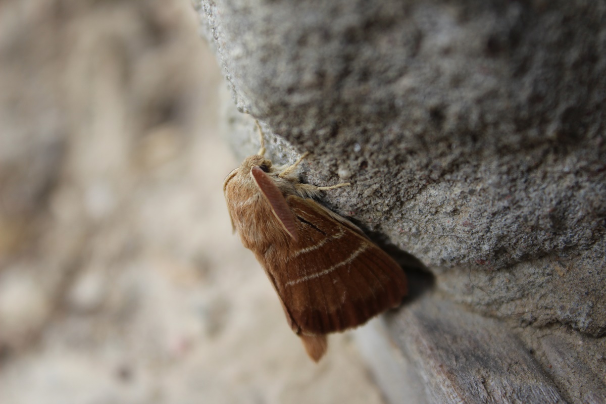 A beautiful moth on the wall of our&nbsp;barn