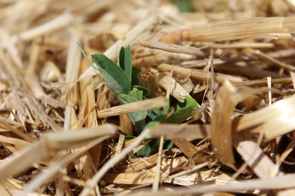 Update about what I hat sown outside and sowing&nbsp;new