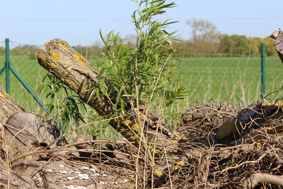 Our Deadwood hedge&nbsp;lives