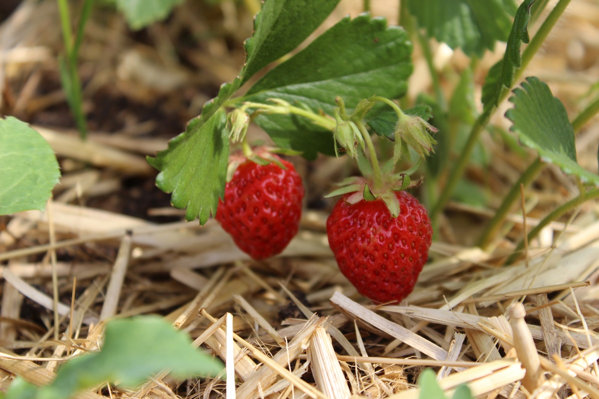 Vegetable garden update: What sprouted and how is it&nbsp;doing?