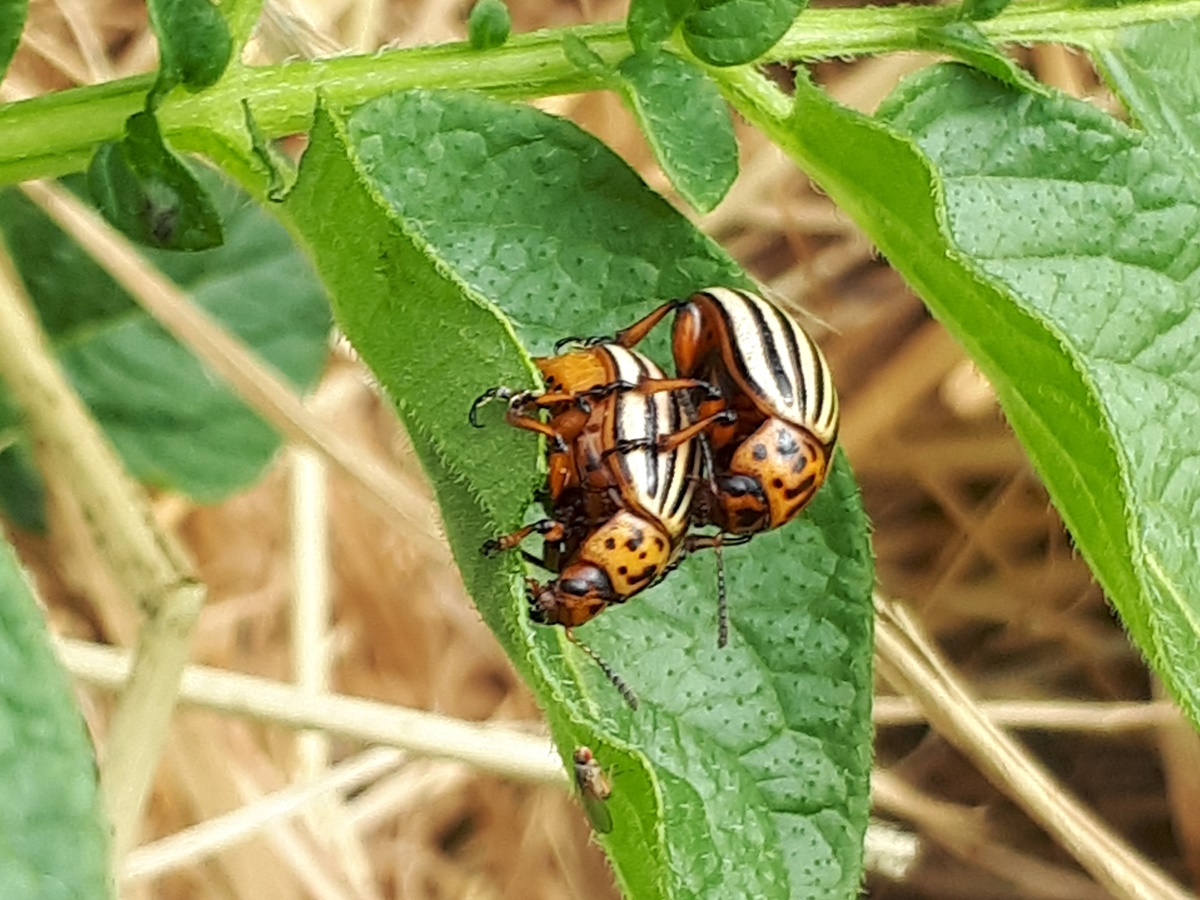 The colorado potato beetle is&nbsp;multiplying