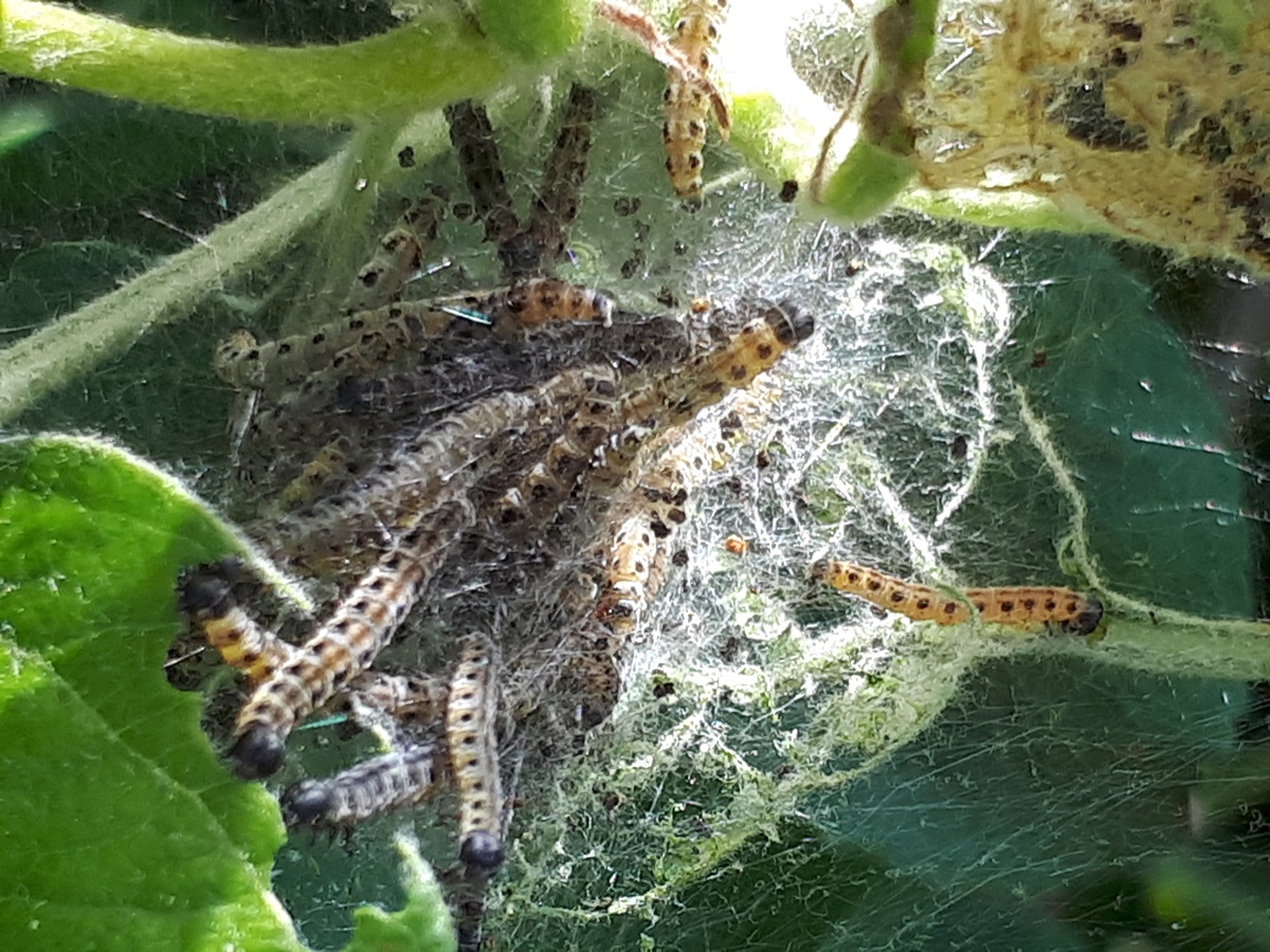 Apple Tree Spider&nbsp;Moth