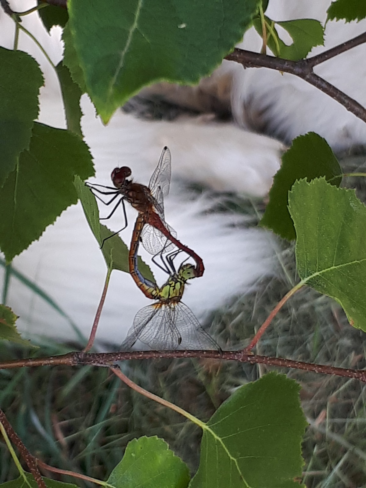 Loving Dragon-fly’s