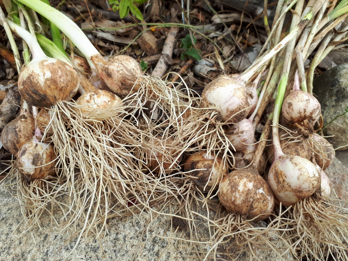 We started with the garlic&nbsp;harvest