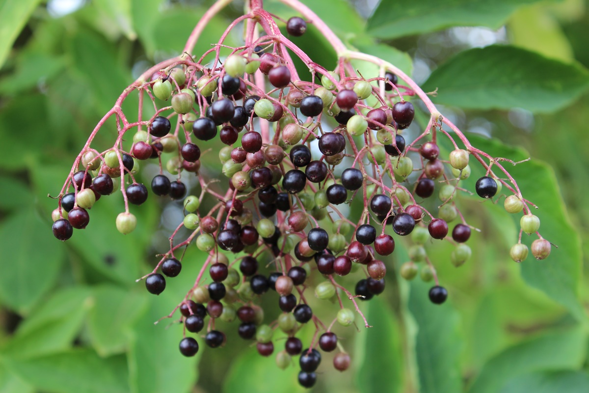 The elderberries are taking on color and apples, apples, apples,&nbsp;apples….