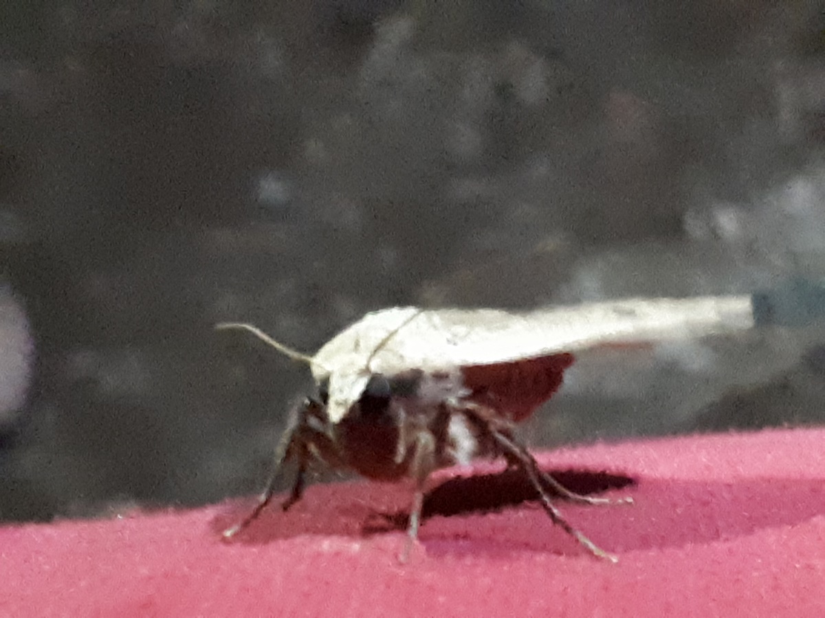 This moth landed on&nbsp;me
