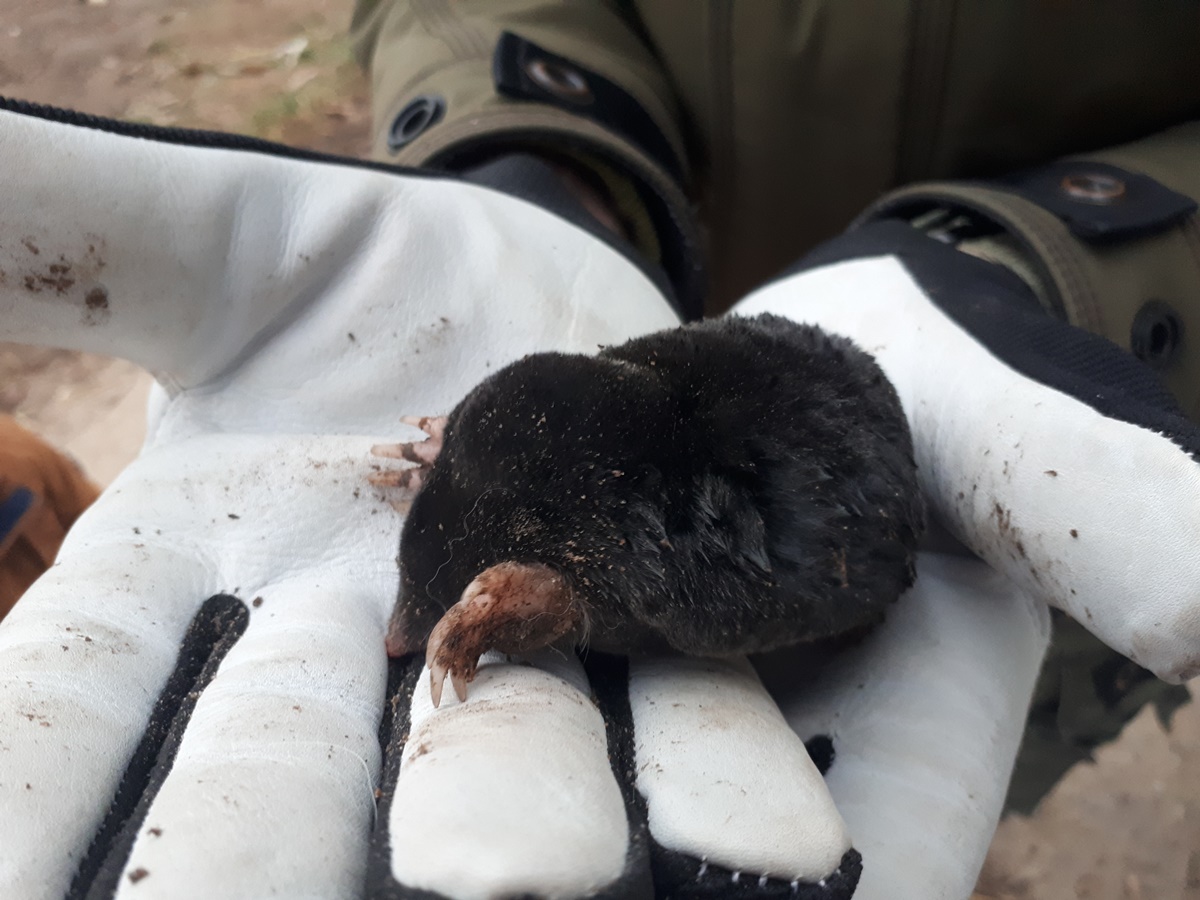 We saved a mole from our&nbsp;dogs