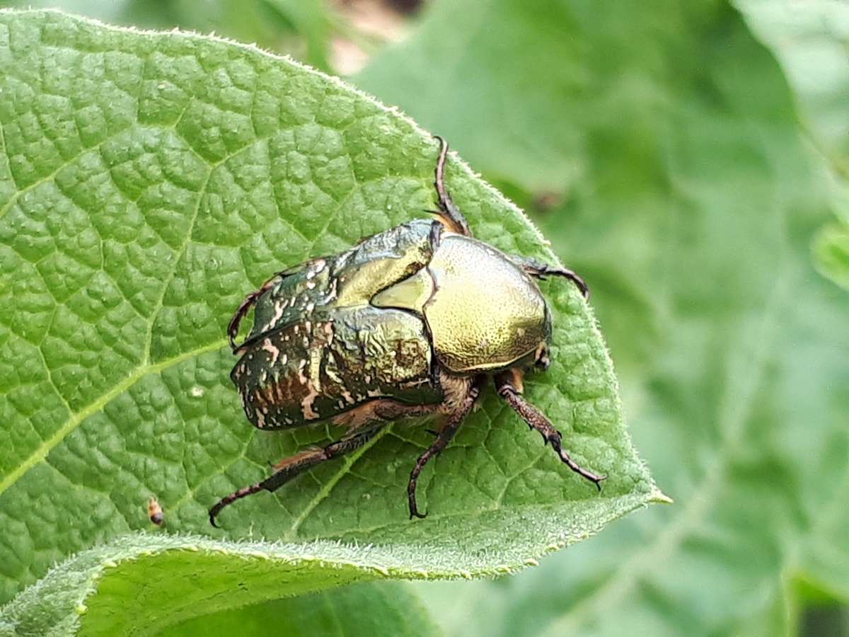 Small creatures from the summer garden #4: Gold shiny rose beetle (Cetonia&nbsp;aurata)