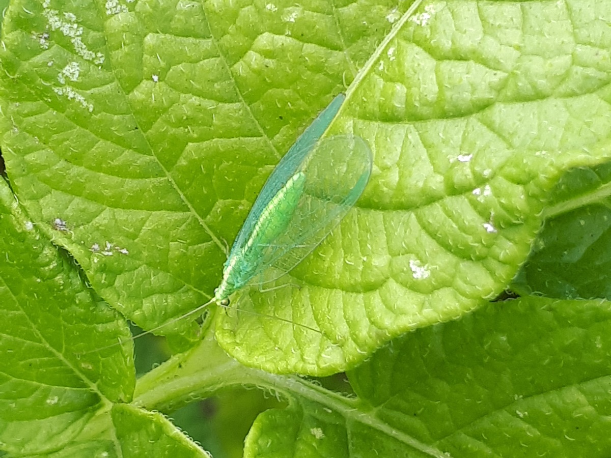 Small creatures from the summer garden #2: Chrysopidae on a potato&nbsp;plant