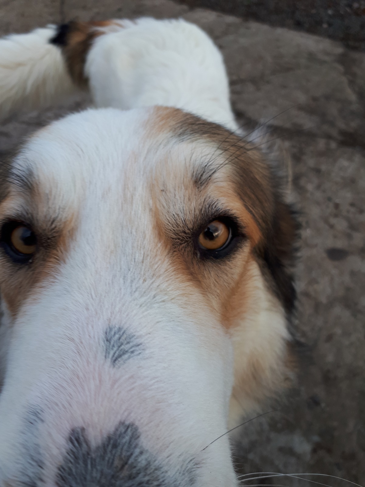 Trying to make a portrait photo of one of our&nbsp;dogs