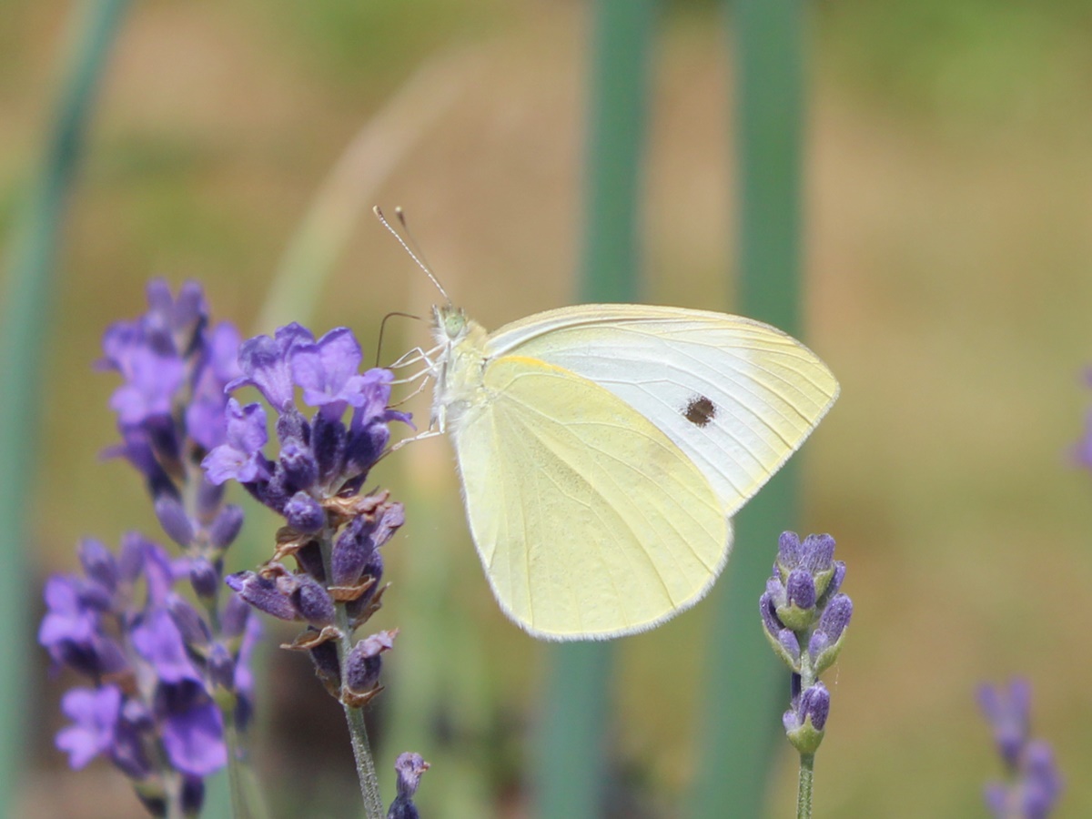 Small creatures from the summer garden #3: Little Cabbage White (Pieris&nbsp;rapae)