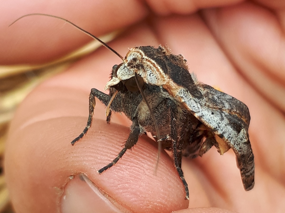Small creatures from the summer garden #5: A&nbsp;Moth