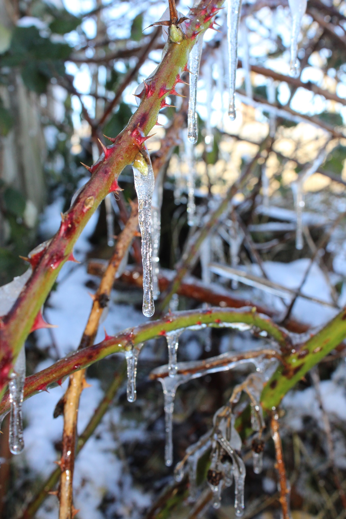 Blackberry with icicles hanging of there branches