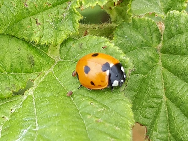 Small creatures from the summer garden #9: Ladybug coming out of its ...