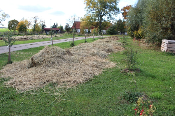 rows of straw to make for new garden beds in future