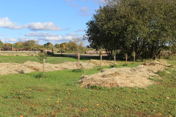 rows of straw to make for new garden beds in future