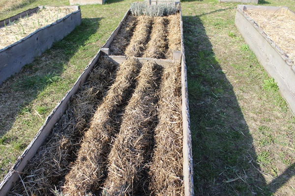 Raised bed with 3 furrows prepared for sowing