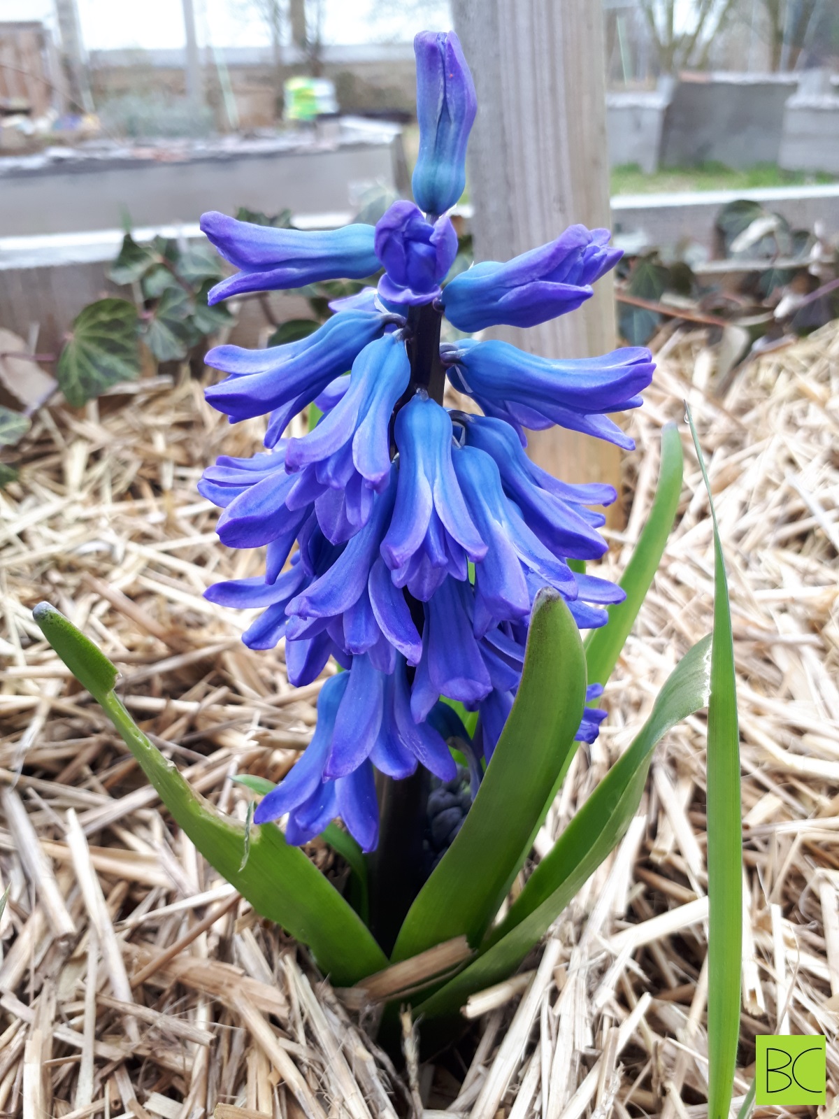Flowering blue Hyacinth