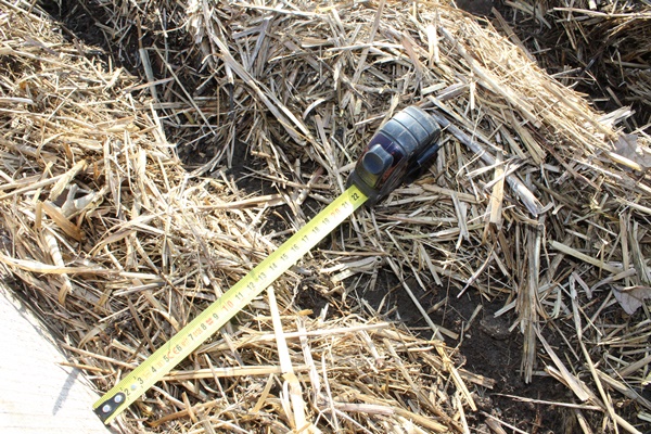 A furrow in straw with a tape measure for the correct distance