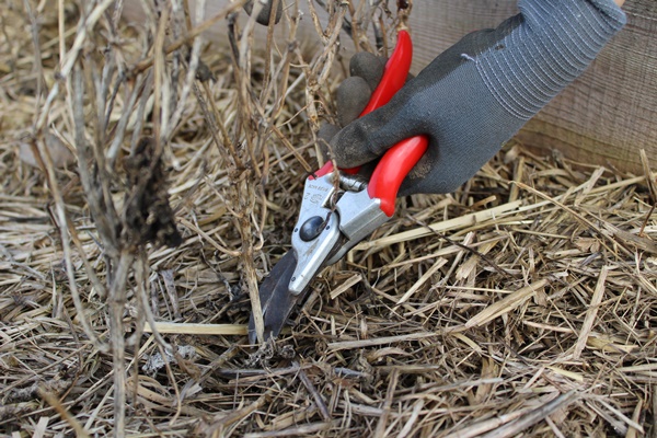 A hand cutting of died back green beans with a garden shears