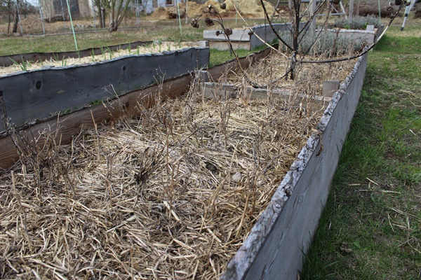 Raised bed with died back green beans from last year