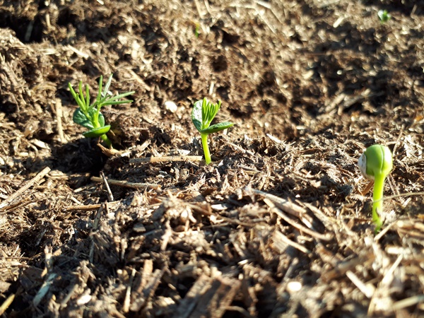Lupine seedlings in a compost bed