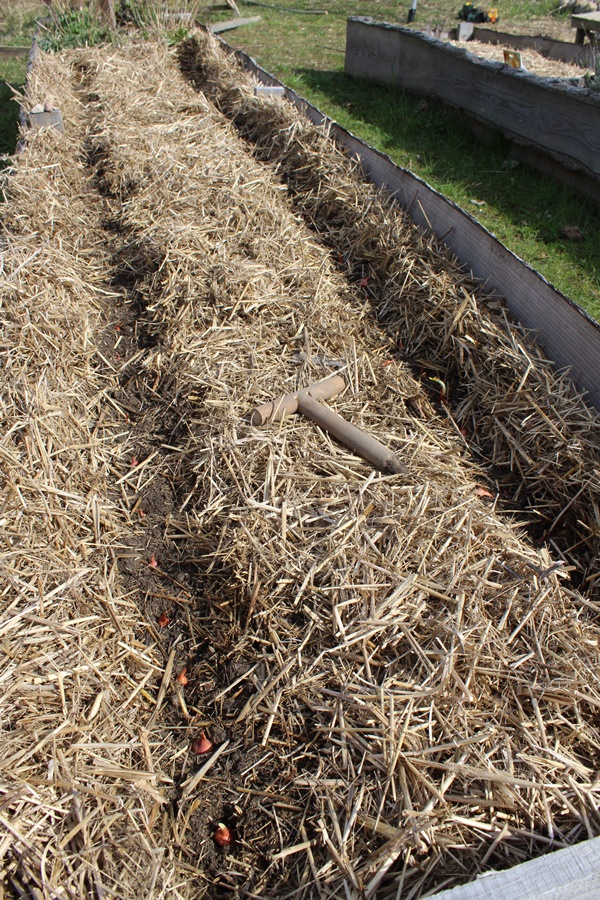 Planting 2 rows of onion sets with space for a row of carrots in between
