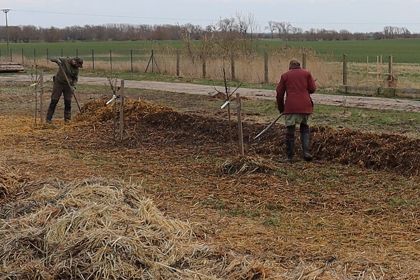 A man and a woman raking straw, which was divided by the wind, back onto the compost bed