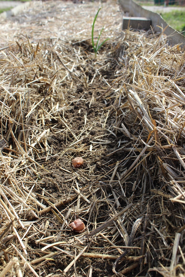 A furrow with 2 rotten onion sets