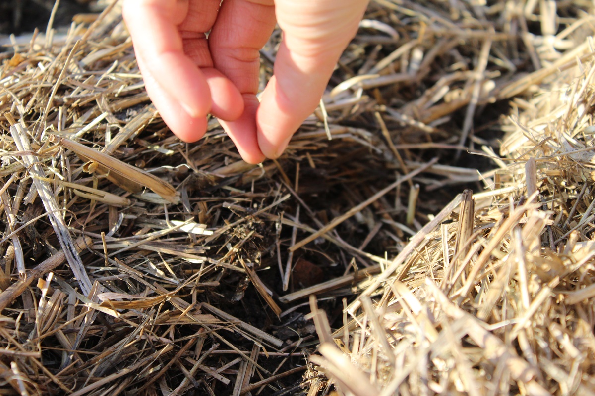 Sowing carrot seeds by hand in a furrow in straw