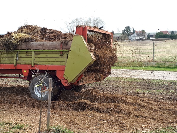 Spreading decomposing straw and hay with a manure spreader, while partially driving over the already freshly laid compost bed