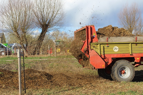 Spreading decomposing straw and hay with a manure spreader, while building up a compost bed