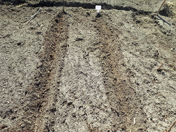 2 dust dry trenches for sowing 