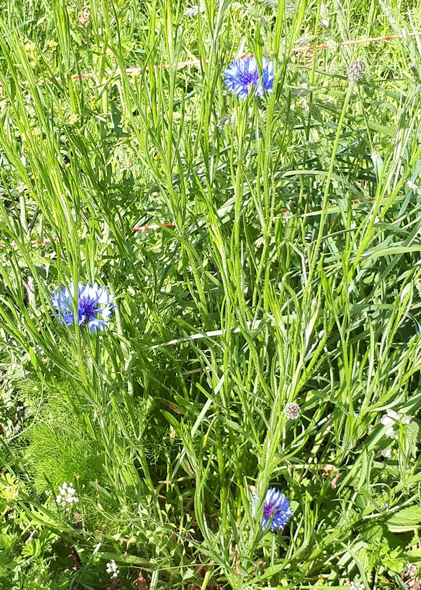 A cornflower with 3 flowers