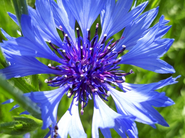 Close up of a cornflower flower