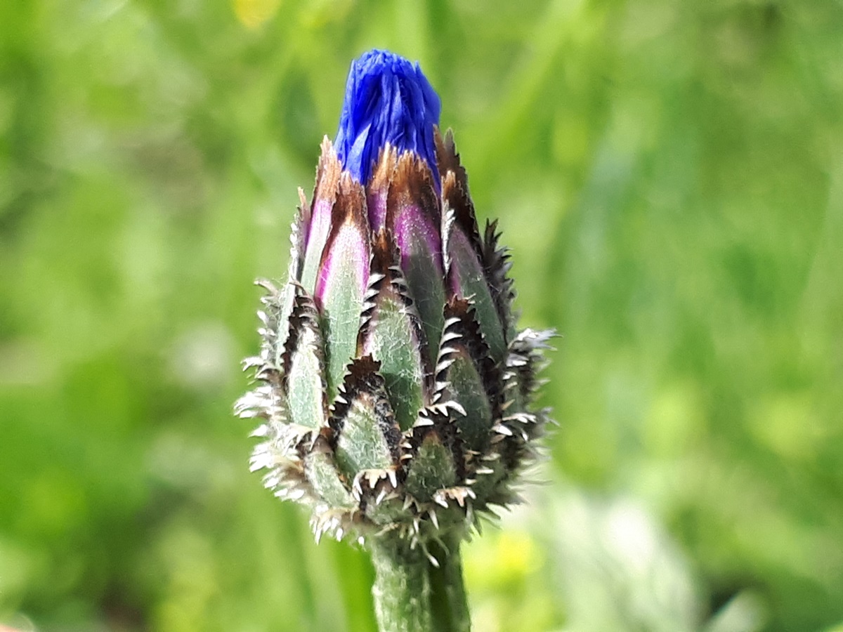Cornflower bud
