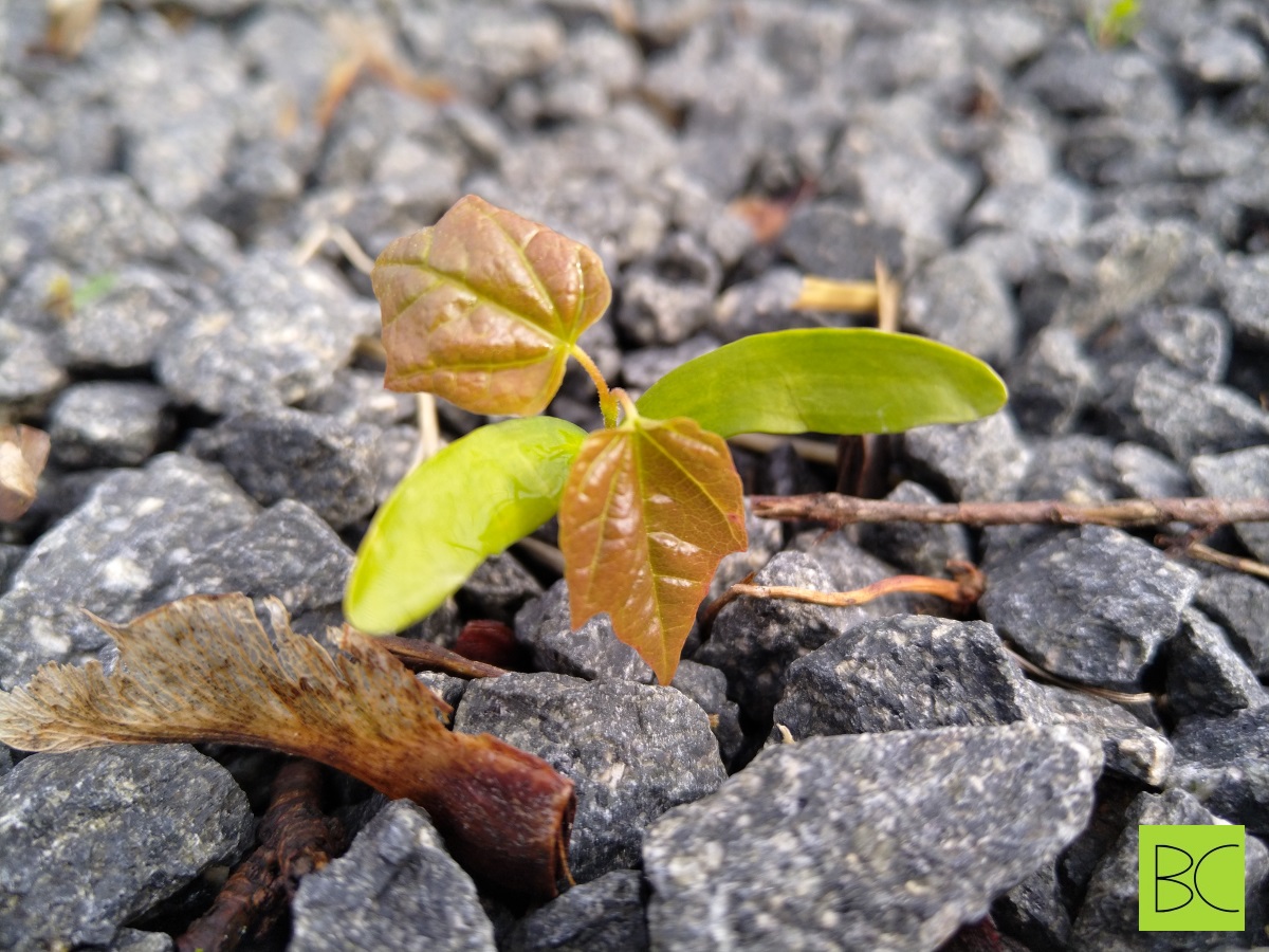 A maple tree Seedling in gravel
