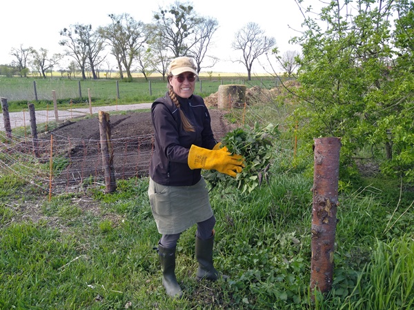 A women collecting cut off stinging nettles with thick yellow gloves