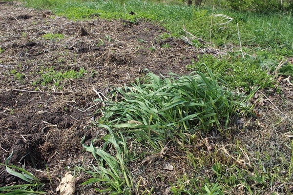 Couch grass at the edge of a garden bed
