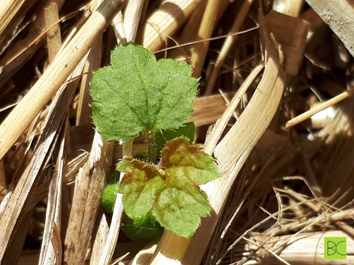 Are these currant&nbsp;seedlings?