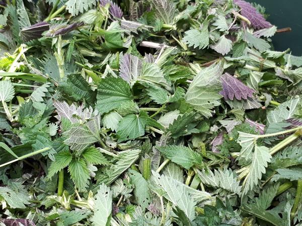 Stinging nettles collected in a rain barrel, cut up