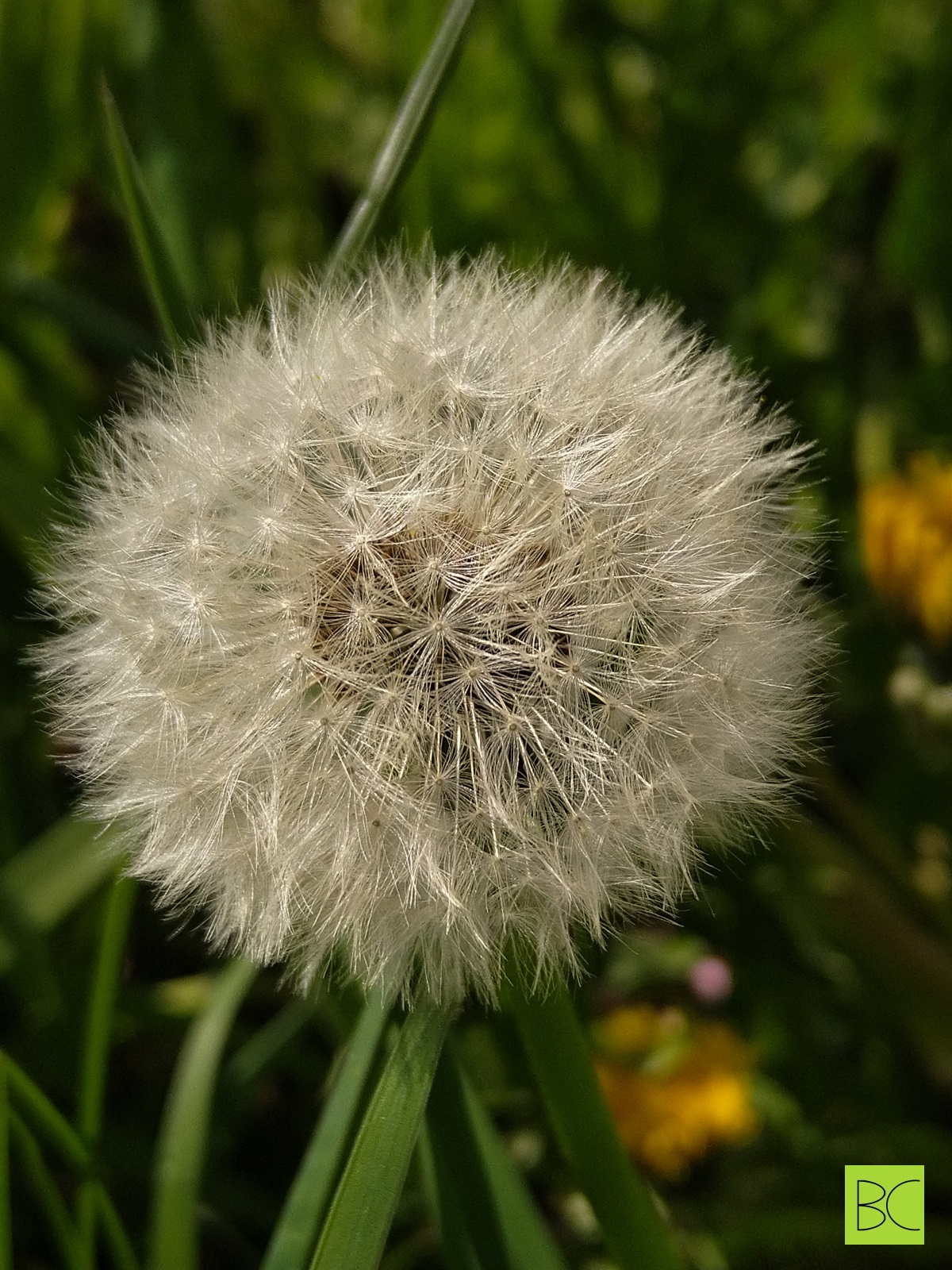 Dandelion in seed