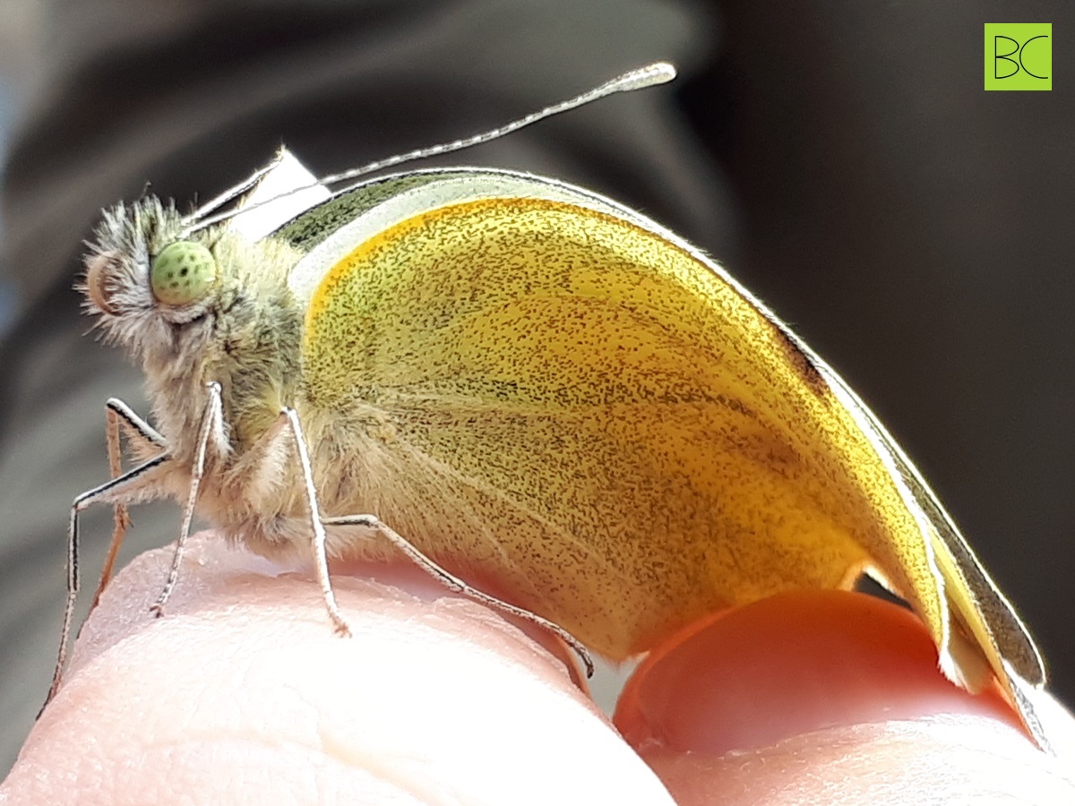 Green-veined White (Pieris&nbsp;napi)