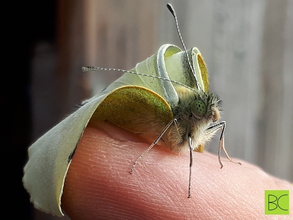 Freshly hatched green-veined White (Pieris napi) with its wings still hanging down on a human’s finger
